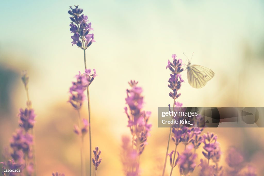 Butterflies on lavender