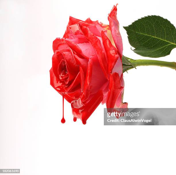 590 Bleeding Rose Photos and Premium High Res Pictures - Getty Images
