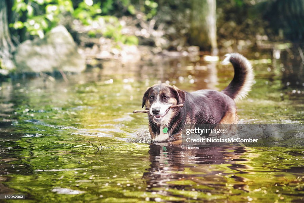 Dog retrieving a branch in river