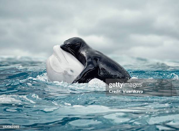 süße umarmungen - beluga whale stock-fotos und bilder