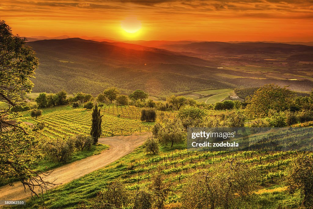 Paisagem Toscana, com vinhas ao pôr do sol, Região de Chianti, Val d'Orcia