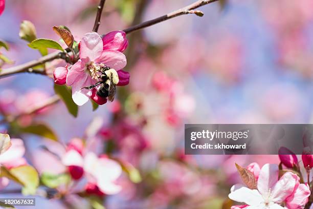 biene auf rosa crab apple blossom - apfelbaum blüte stock-fotos und bilder