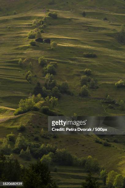 high angle view of trees on field,mathon,switzerland - farben stock pictures, royalty-free photos & images