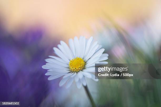 close-up of white daisy flower - lydia stock pictures, royalty-free photos & images