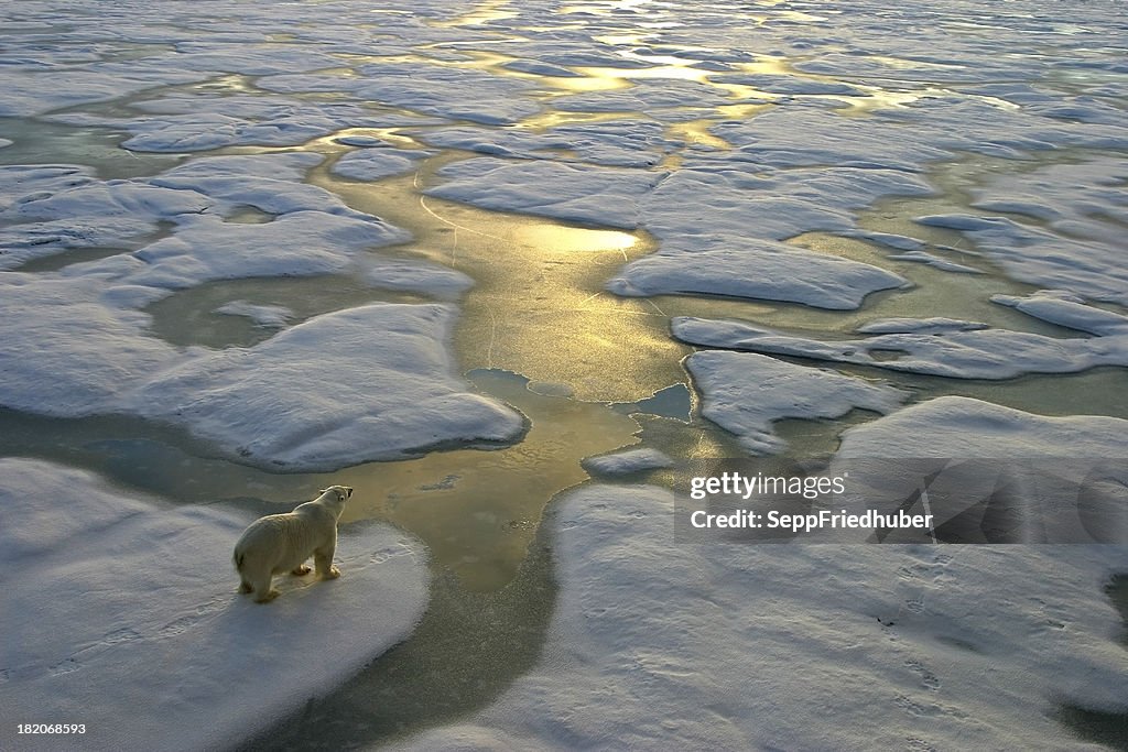 Polar bear auf Eis in der Nähe von golden glitzernden Wasser