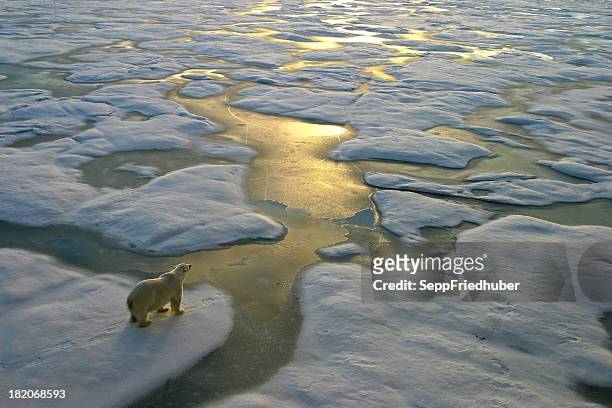 polar bear on ice close to golden glittering water - ijsbeer stockfoto's en -beelden