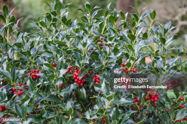 holly with berries - hulst stockfoto's en -beelden