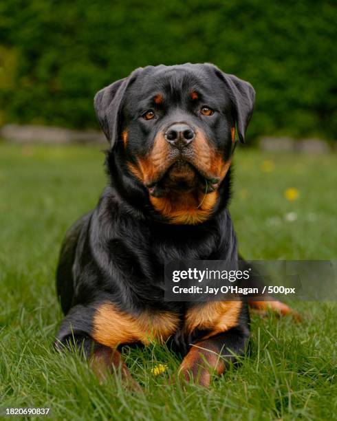 portrait of rottweiler sitting on field,liverpool,new york,united states,usa - rottweiler fotografías e imágenes de stock