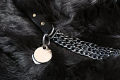 Dog collar with identification tags on black dog