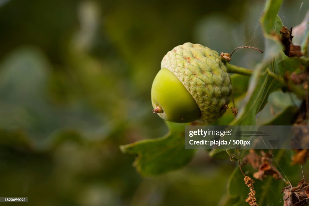 Close-up of flower buds growing on tree