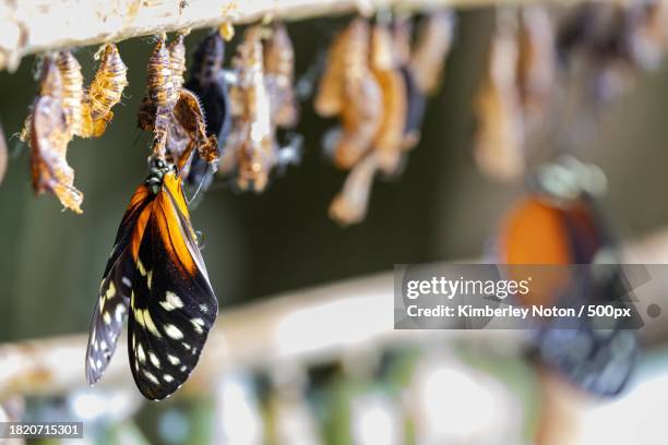 close-up of butterfly on plant - caterpillar stock-fotos und bilder