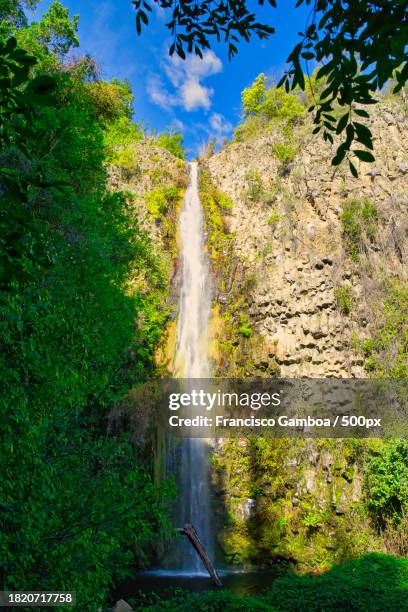 scenic view of waterfall in forest - francisco gamboa stock pictures, royalty-free photos & images