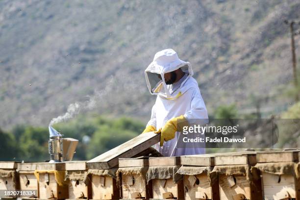 General scene of Fadel inspecting the beehives on November 29, 2023 in Sharjah, United Arab Emirates. Fadel Al-Saadi, in his fifties, has been...