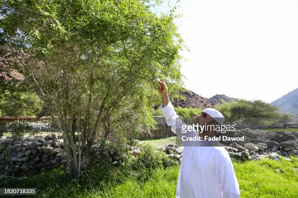 General scene of Fadl examining a Sidr tree on November 29, 2023 in Sharjah, United Arab Emirates. Fadel Al-Saadi, in his fifties, has been working...