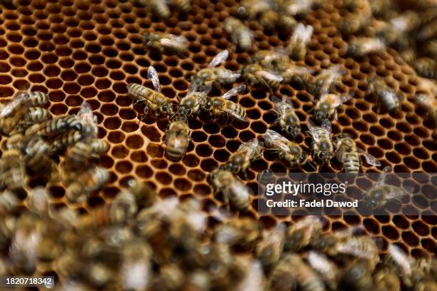 General view of the beehive on November 29, 2023 in Sharjah, United Arab Emirates. Fadel Al-Saadi, in his fifties, has been working in honey for 30...
