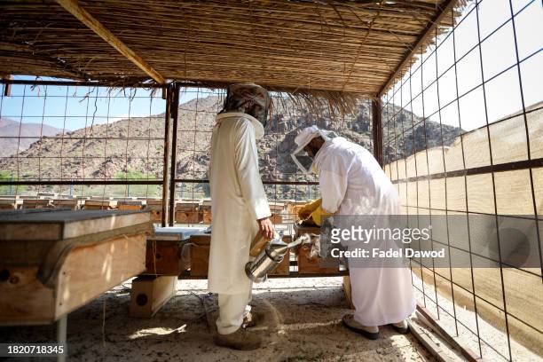 General view of Fadel and his assistant inspecting the beehives on November 29, 2023 in Sharjah, United Arab Emirates. Fadel Al-Saadi, in his...