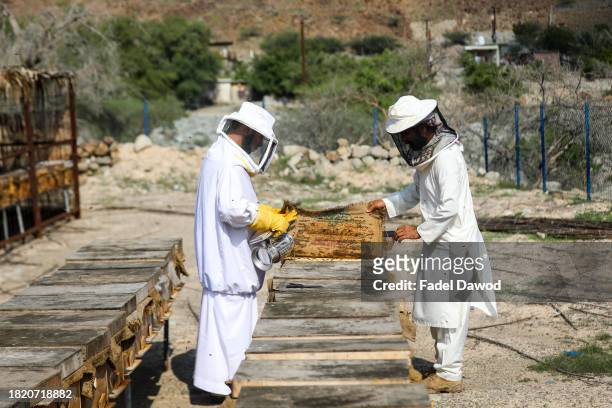 General view of Fadel and his assistant inspecting the beehives on November 29, 2023 in Sharjah, United Arab Emirates. Fadel Al-Saadi, in his...