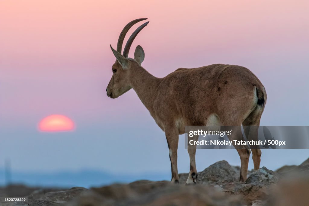 Side view of deer standing on rock against sky during sunset
