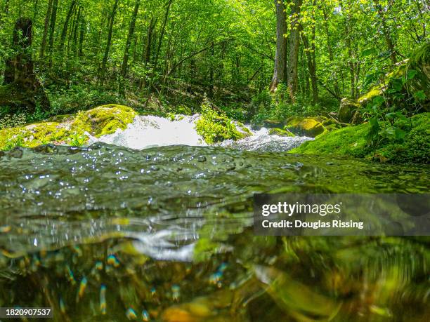 pisgah national forest - pisgah national forest stock pictures, royalty-free photos & images