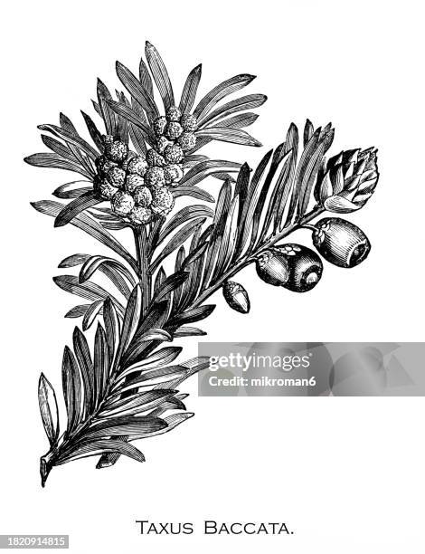 old engraved illustration of botany, english yew (taxus baccata) - tejo fotografías e imágenes de stock