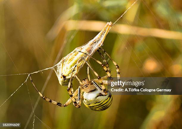 wasp spider with prey - getingspindel bildbanksfoton och bilder