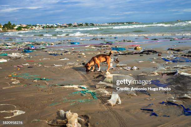 stray dog walking along a beach full of garbage. - turismo responsable fotografías e imágenes de stock