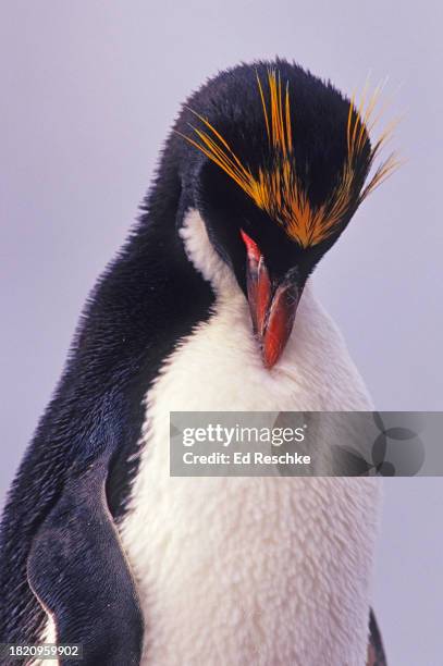 macaroni penguin (eudyptes chrysolophus) preening, antarctica - antarctica penguin stock-fotos und bilder