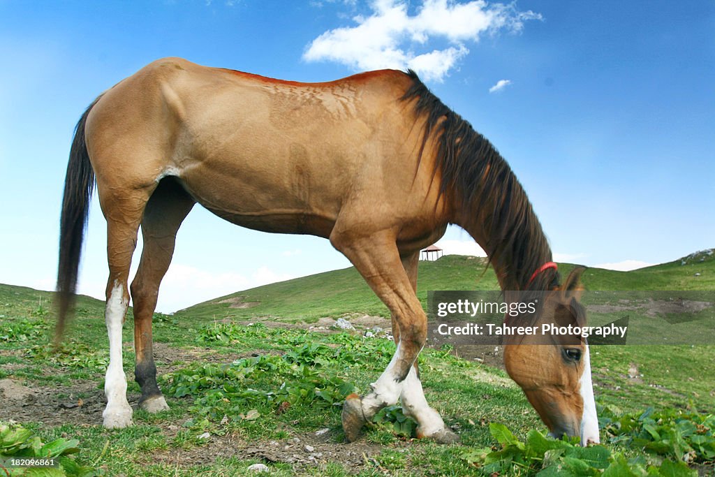 Horse at Mukshpuri Meadows