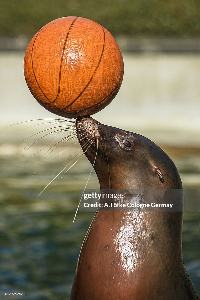 Sea Lion balancing basketball.