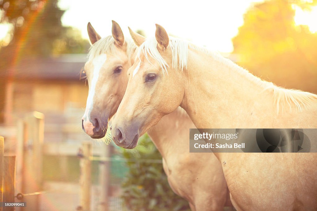 Two Palomino Horses