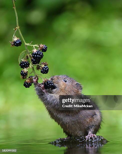 water vole - volea stock pictures, royalty-free photos & images