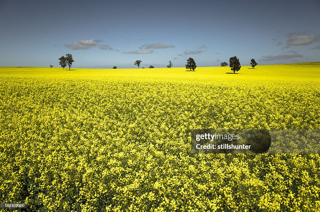 Monoculture Yellow