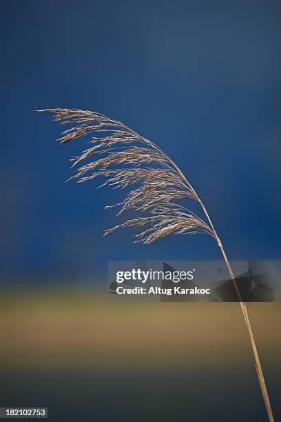 sea grass - altug karakoc stock pictures, royalty-free photos & images