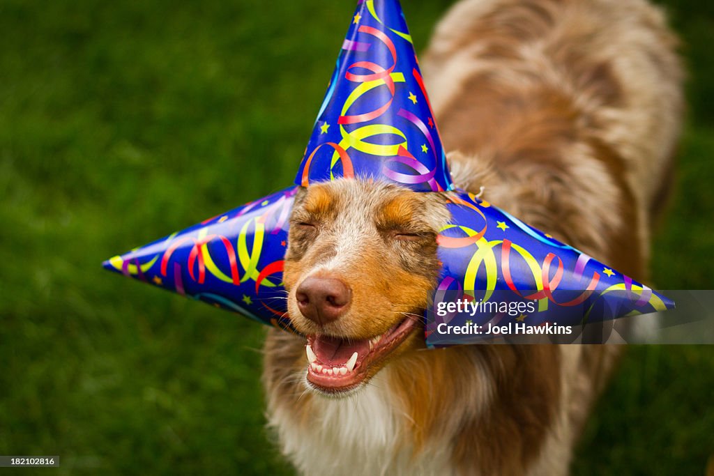 Dog with birthday hats