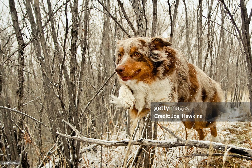 Dog jumping over tree