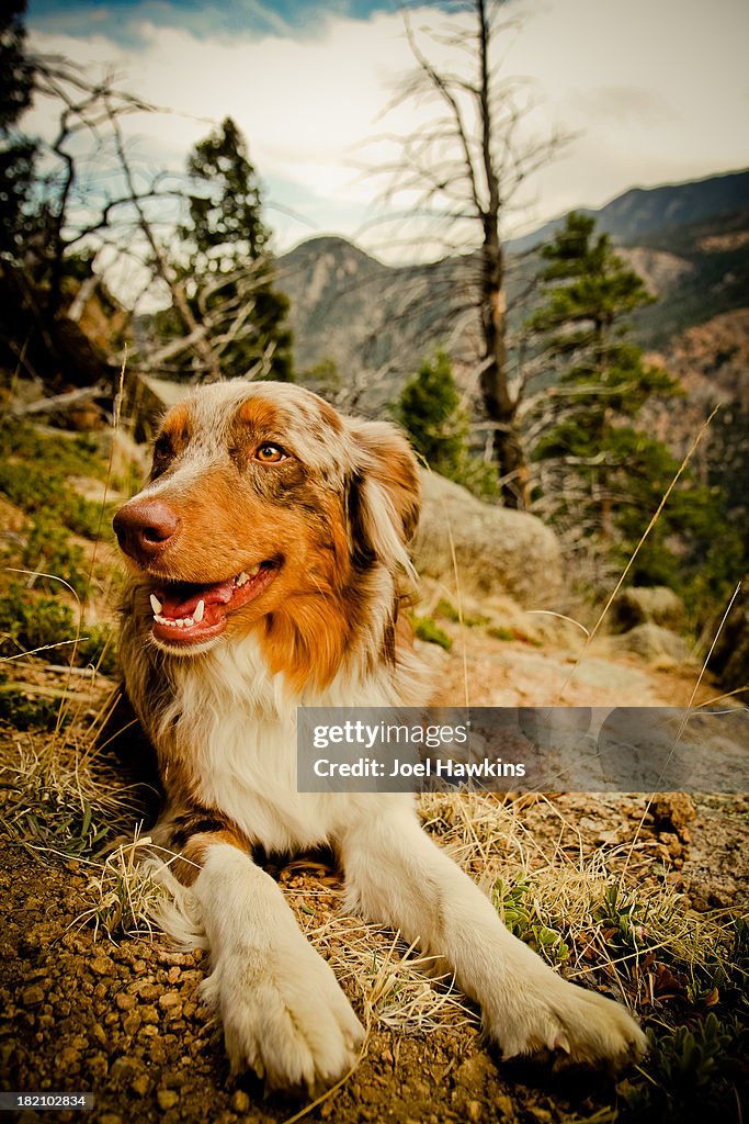 Dog laying down in mountains