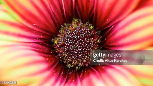 macro flower - altug karakoc stock pictures, royalty-free photos & images