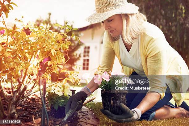 woman planting flowers in her backyard - sonnenhut pflanzengattung stock-fotos und bilder