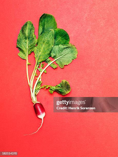 radish with leaves - radijs stockfoto's en -beelden