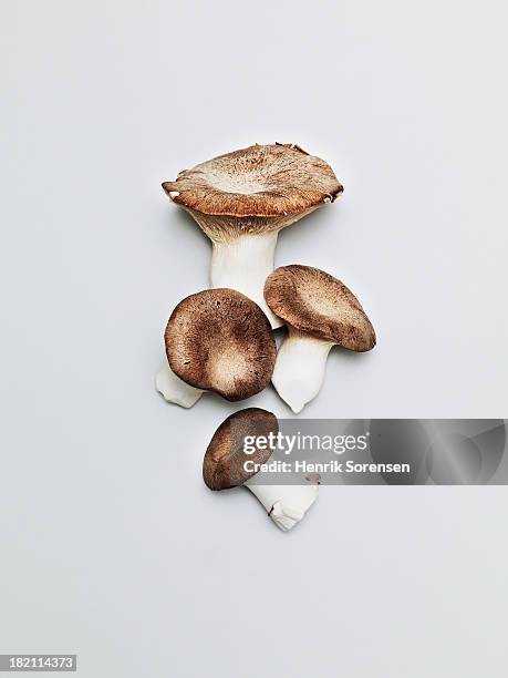 mushrooms - eetbare paddenstoel stockfoto's en -beelden