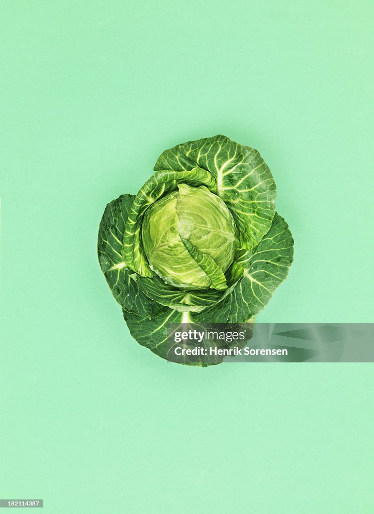 Cabbage