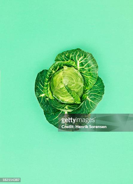 cabbage - um único objeto - fotografias e filmes do acervo
