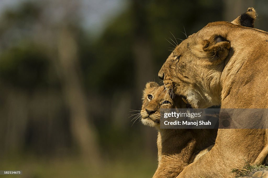 Lionesses grooming cub