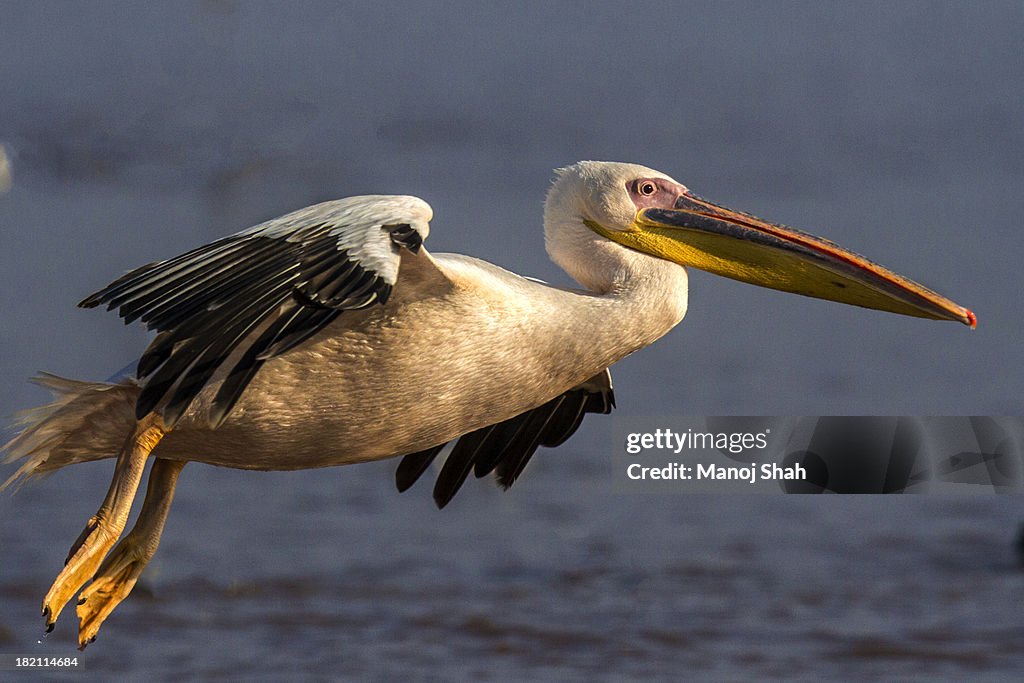 White Pelican at Lake Nakuru in flight