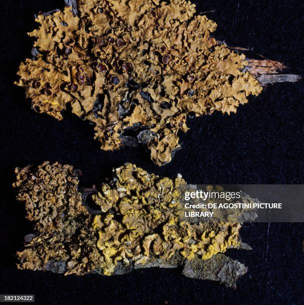 27 Parmeliaceae Stock Photos High Res Pictures And Images Getty Images 27-parmeliaceae-stock-photos-high-res-pictures-and-images-getty-images