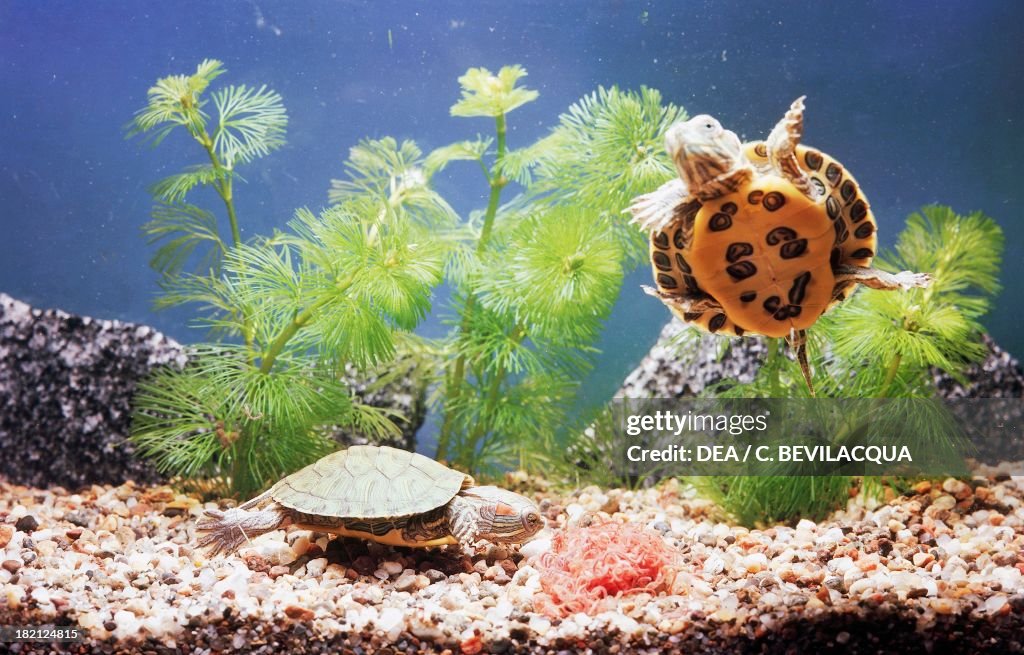 Cumberland slider turtle...