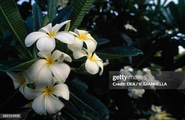 Frangipani , Apocynaceae, Barbados.