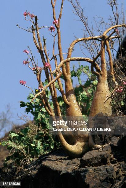 Mock azalea, Impala lily or Desert rose , native vegetation from the Socotra archipelago, Republic of Yemen.