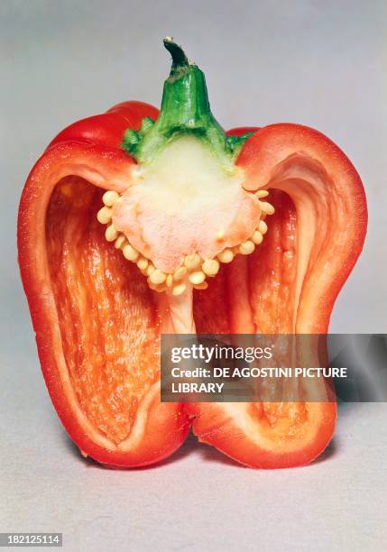 Longitudinal section of Red Bell Pepper , Solanaceae.