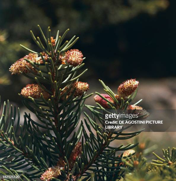 Norway Spruce or European Spruce male inflorescences , Pinaceae.